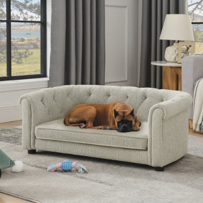 Dog lying on a beige sofa in a living room with large windows and curtains.