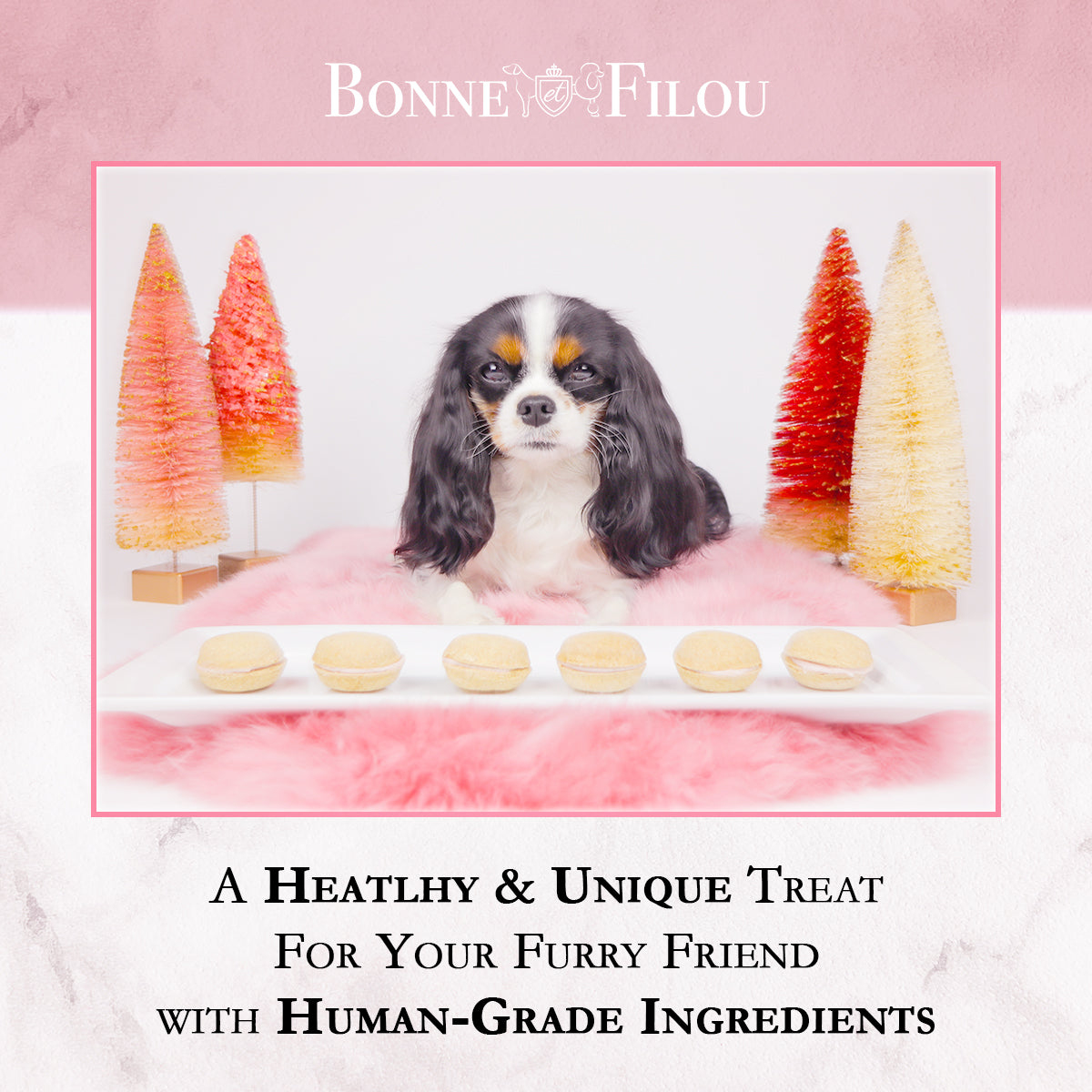 Dog in a bath with decorative trees and text about healthy treats for pets from Bonnevé Filou.