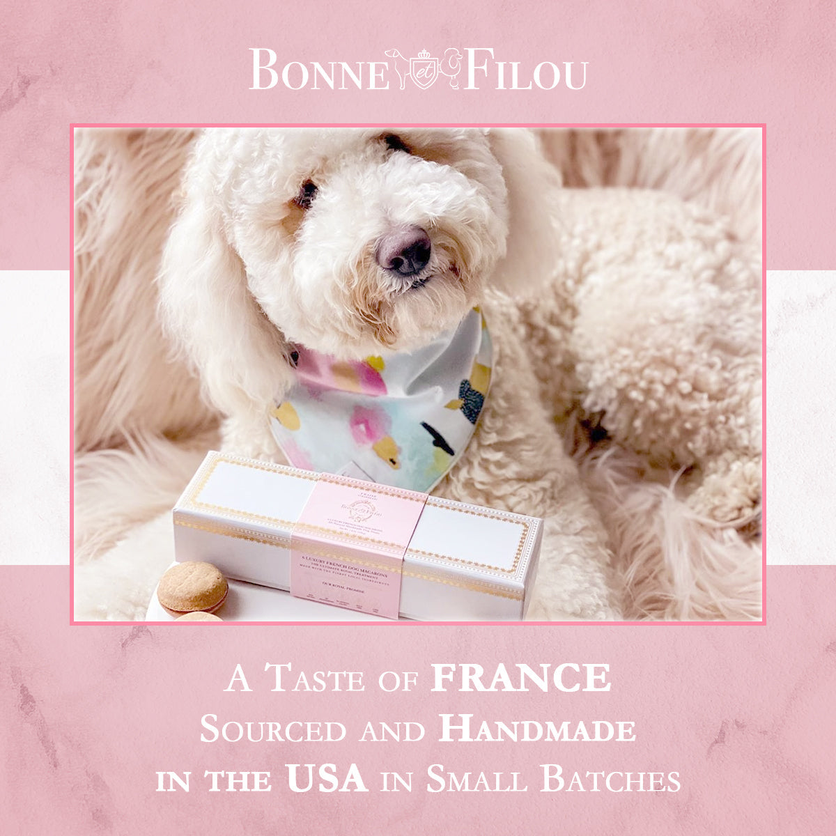 Dog wearing a bandana with a box and cookie on a pink marble background, featuring 'Bonne Filou' branding.