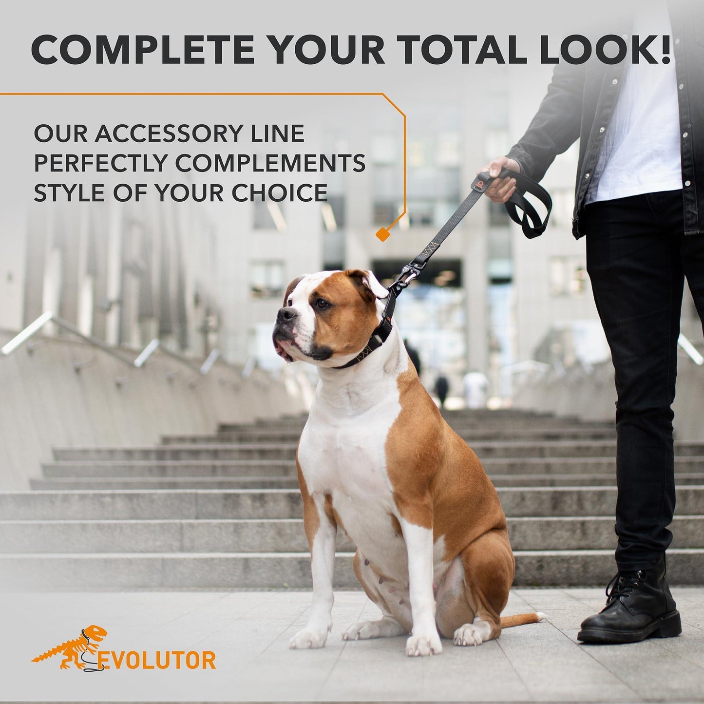 Dog on a leash with a person, with text about accessory line complementing style.