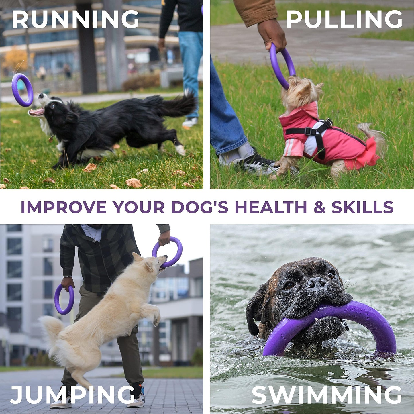 Four images showing dogs engaged in different activities with purple rings: running, pulling, jumping, and swimming.