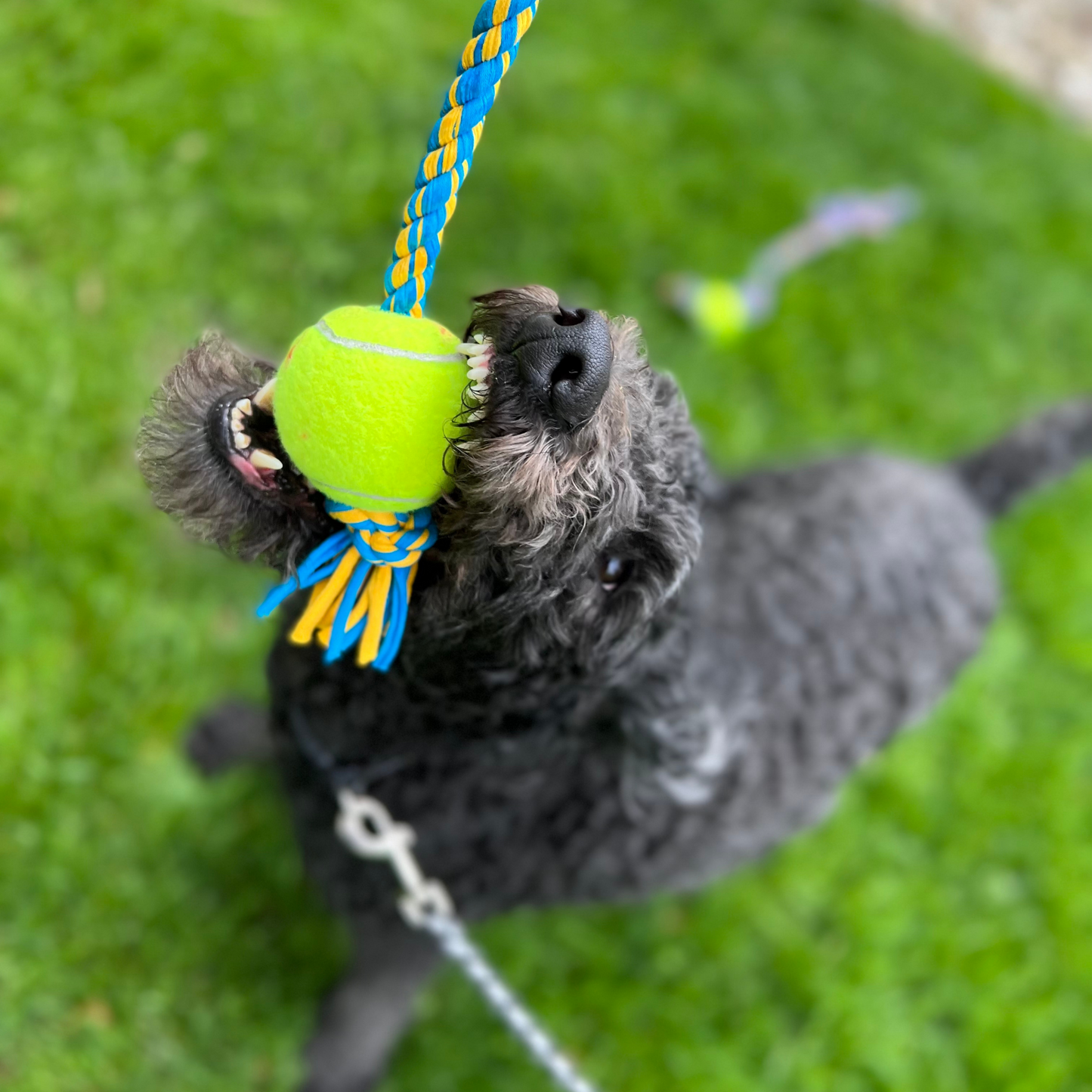 Dog playing with a tennis ball on a rope toy on grass