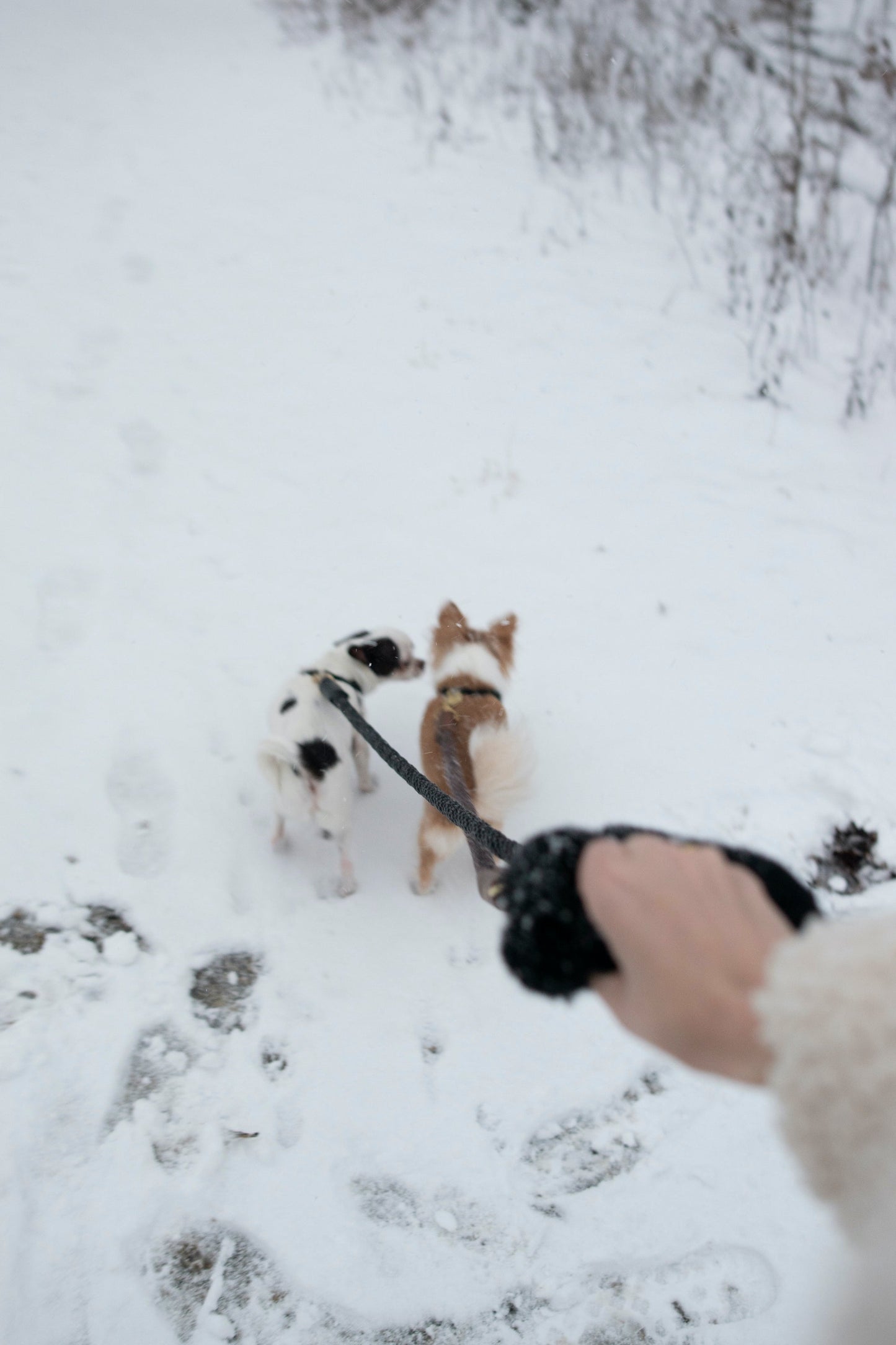 Shearling Fur Grip (Standalone) - Nose n Paws Pet Shop