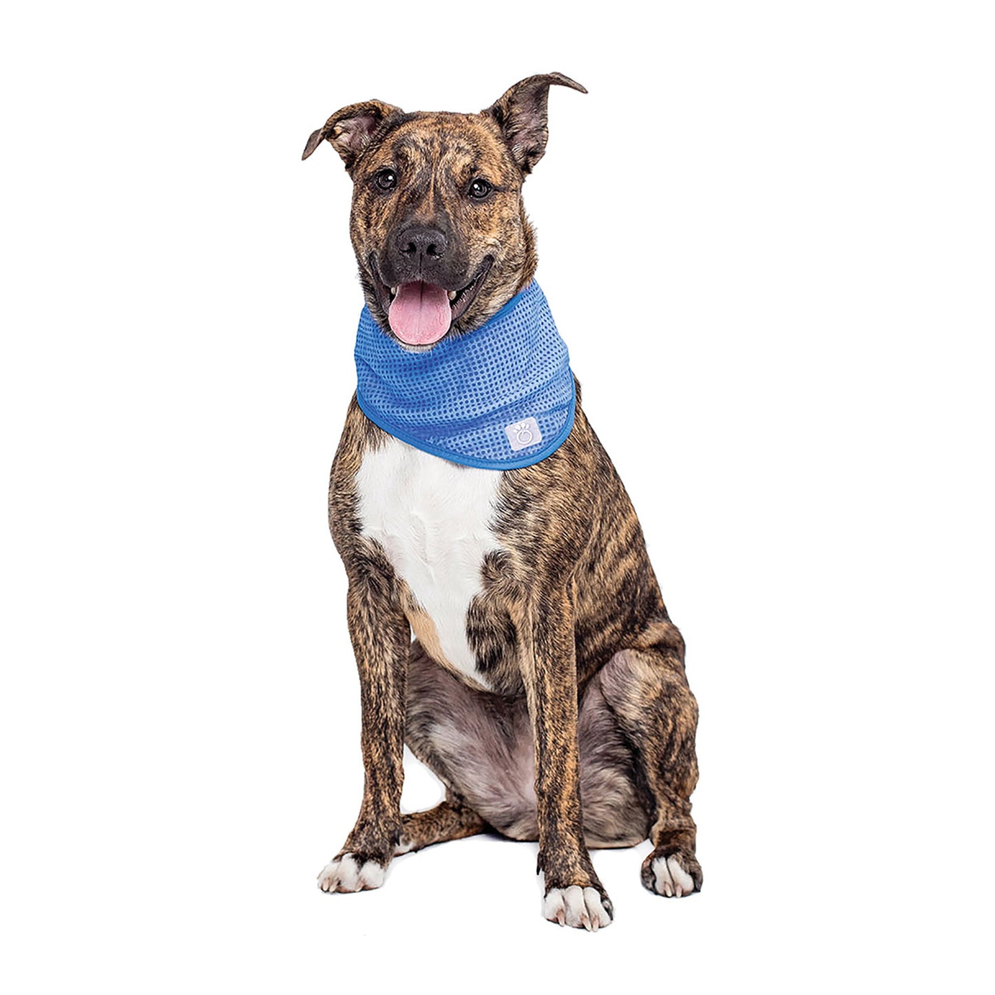 Dog wearing a blue bandana on a white background