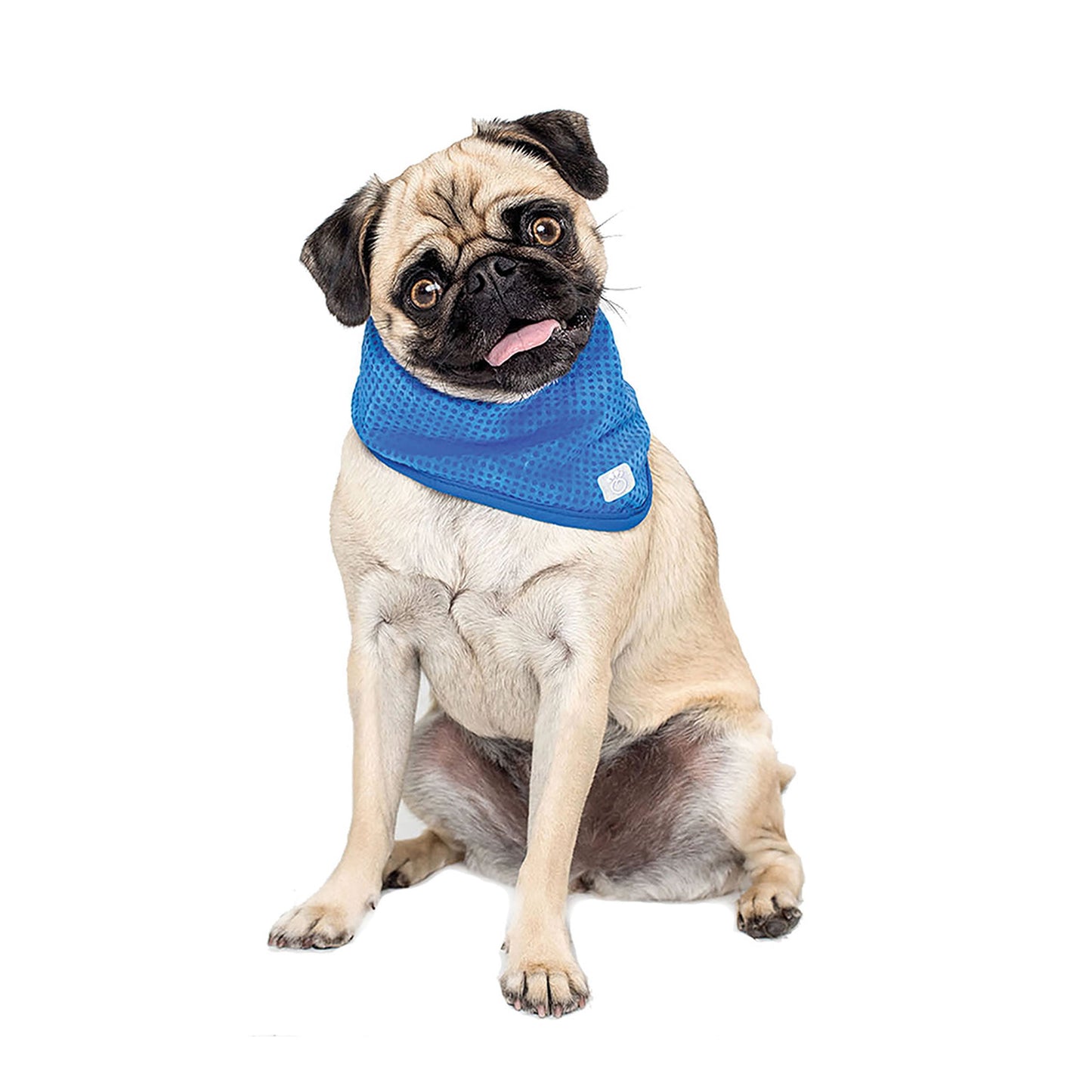 Pug wearing a blue cooling vest on a white background