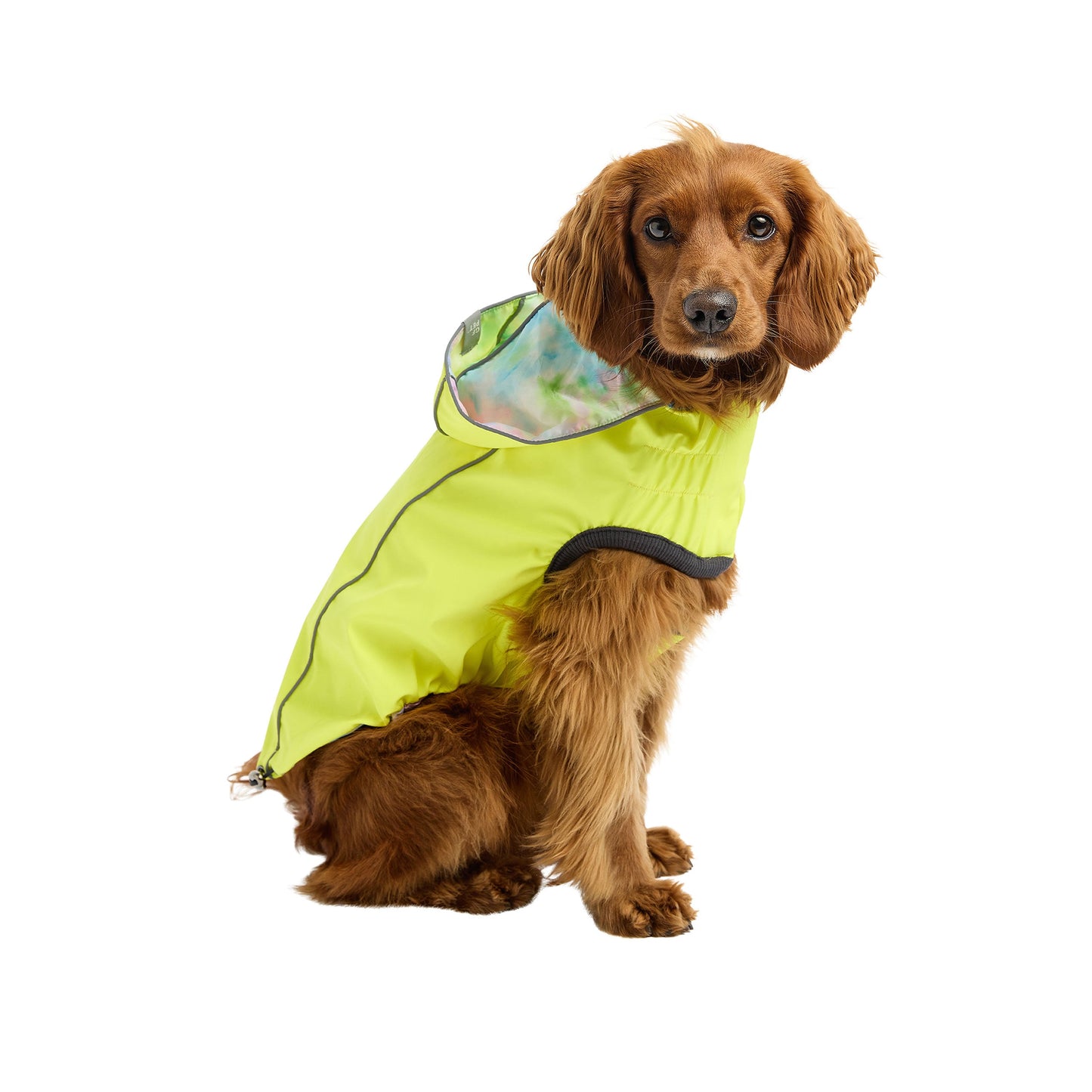 Dog wearing a bright yellow raincoat on a white background