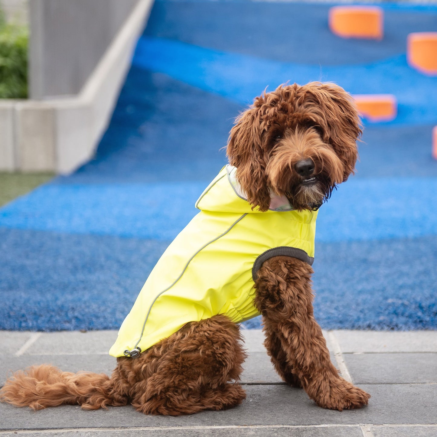 Dog wearing a yellow raincoat sitting on a pavement with a blue and orange background.