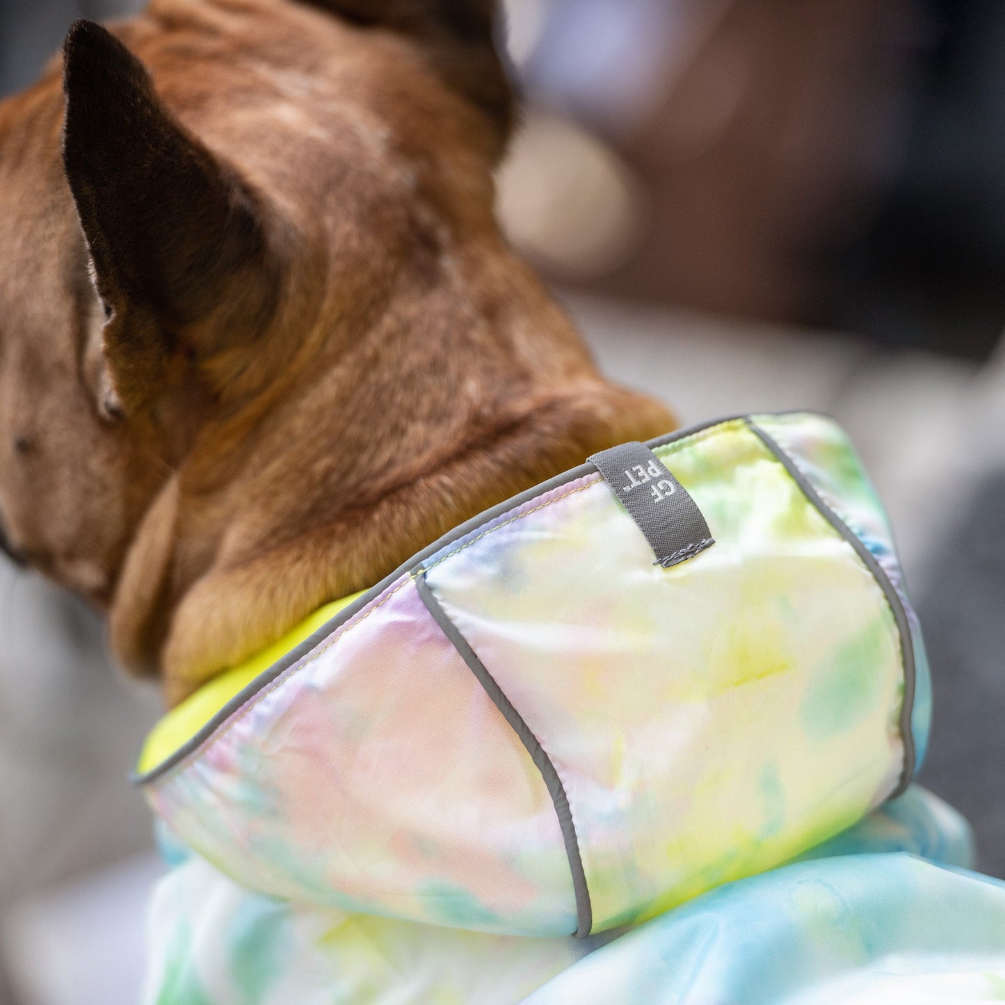 Dog wearing a colorful fleece blanket with a brand label.