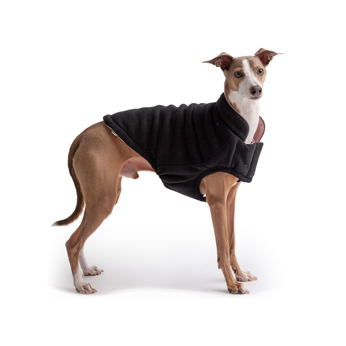 Dog wearing a black fleece coat on a white background