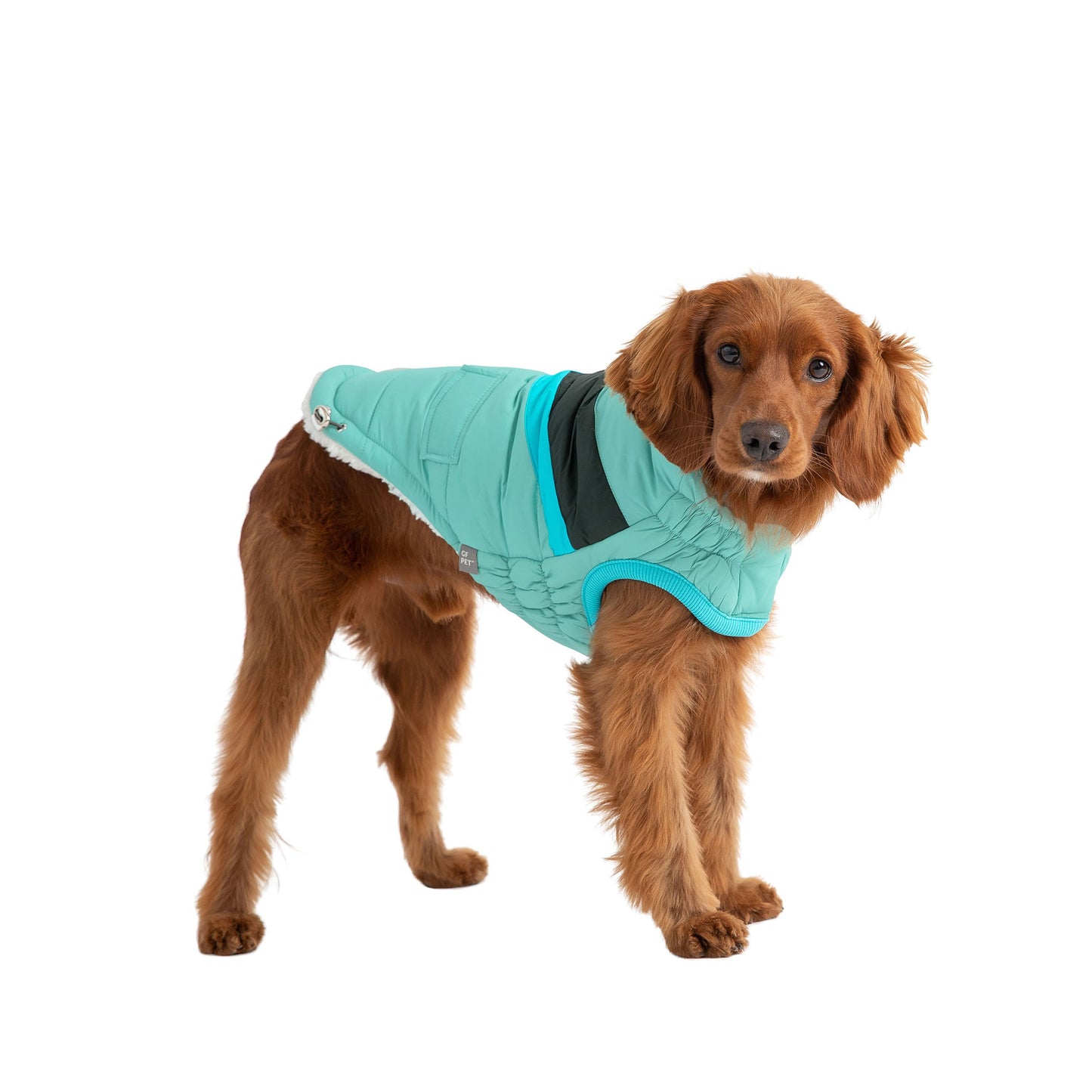 Dog wearing a turquoise quilted jacket on a white background