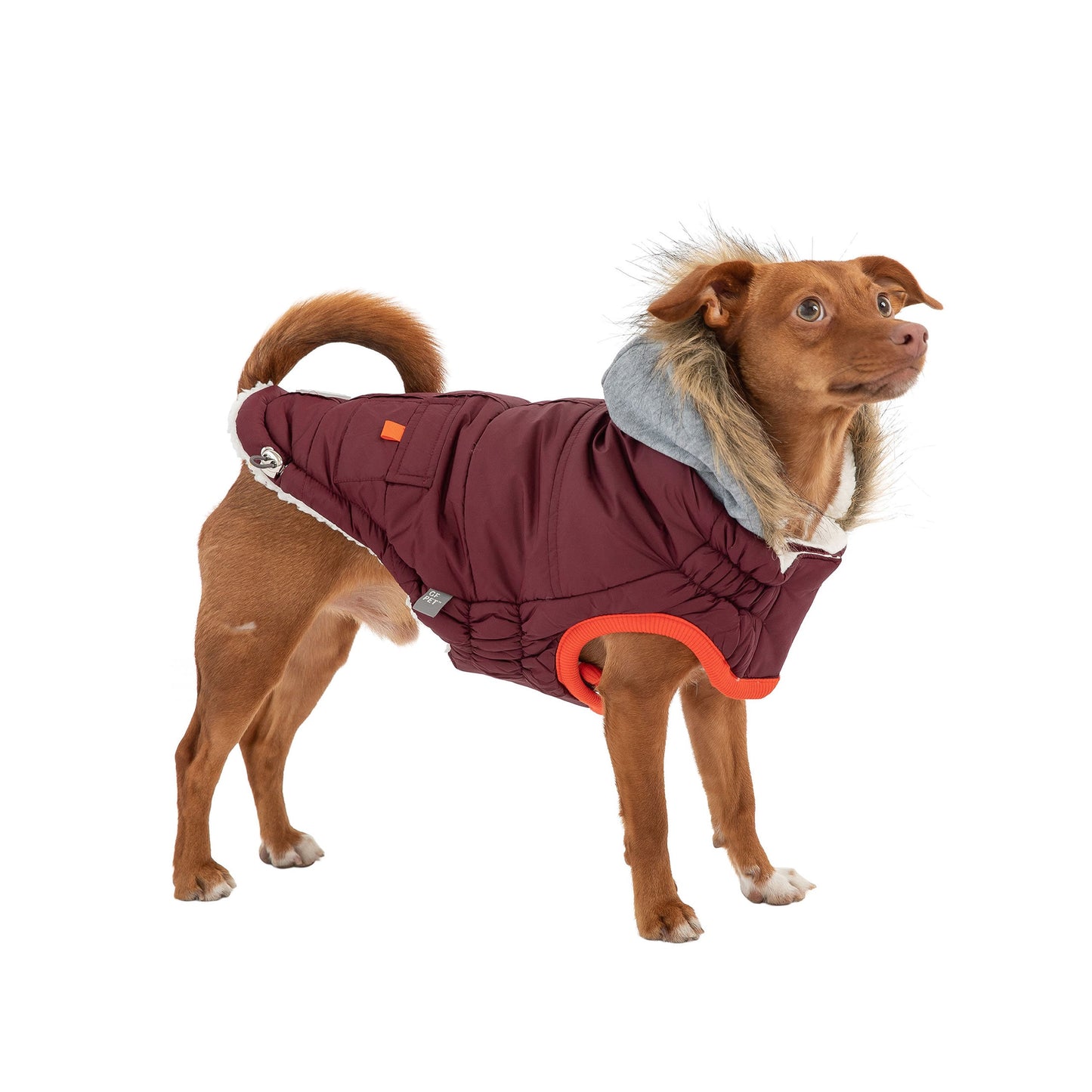 Dog wearing a maroon coat with orange trim on a white background