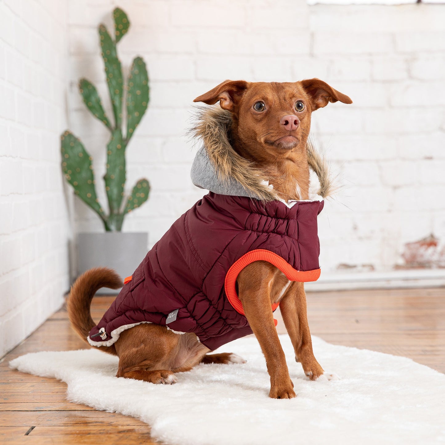 Dog wearing a maroon puffer jacket with orange accents indoors.