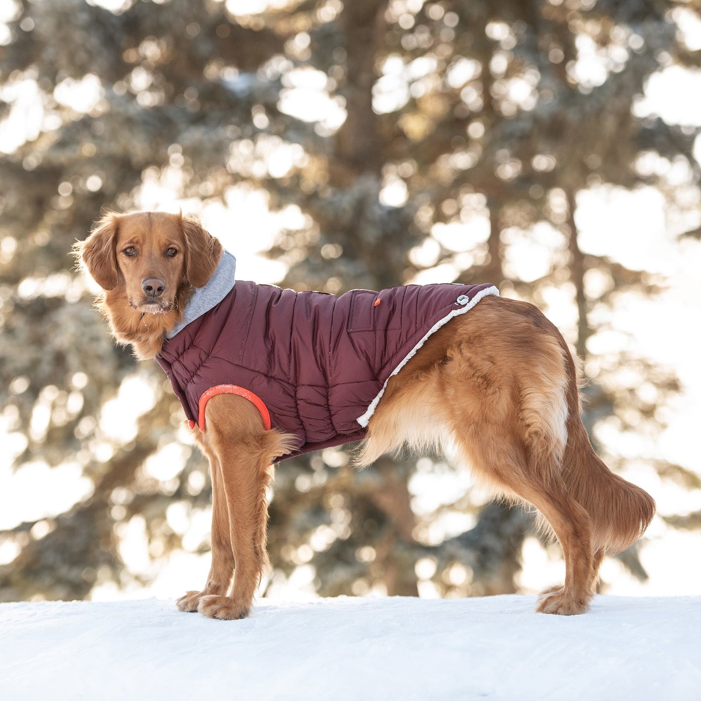 Dog wearing a maroon puffer vest standing in the snow with blurred trees in the background