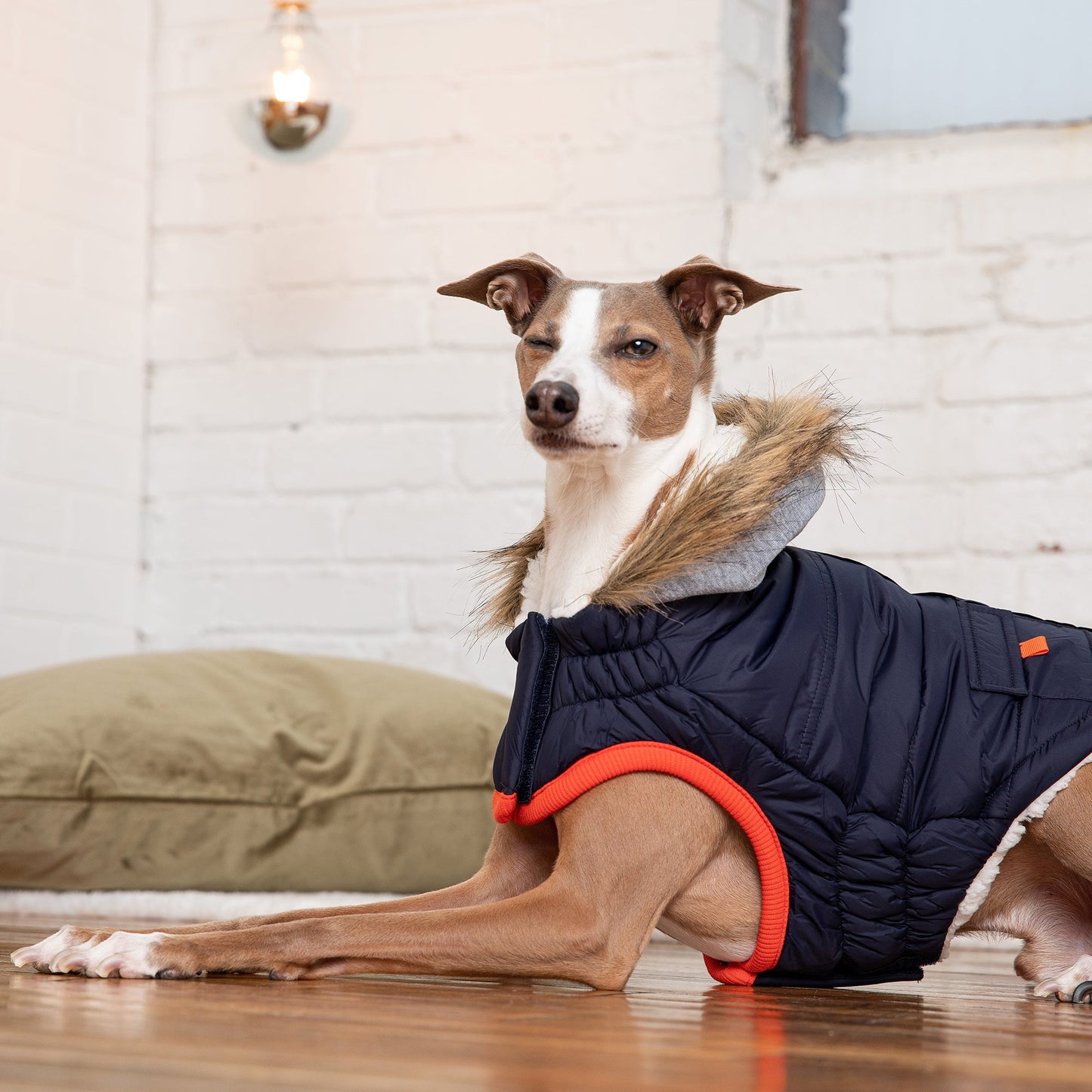 Dog wearing a blue puffer coat with red trim indoors.