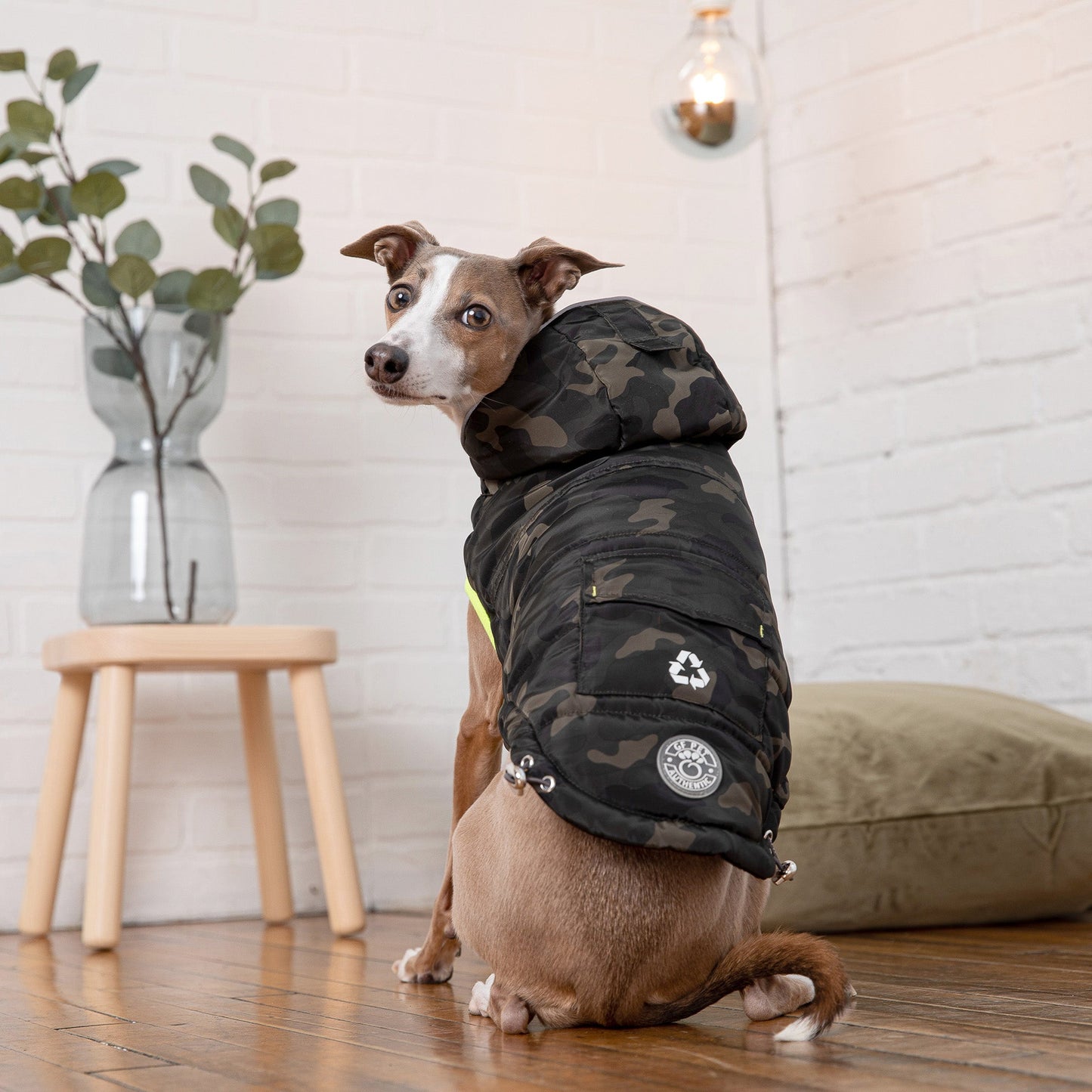 Dog wearing a camouflage coat sitting on a wooden floor with a plant and stool in the background.