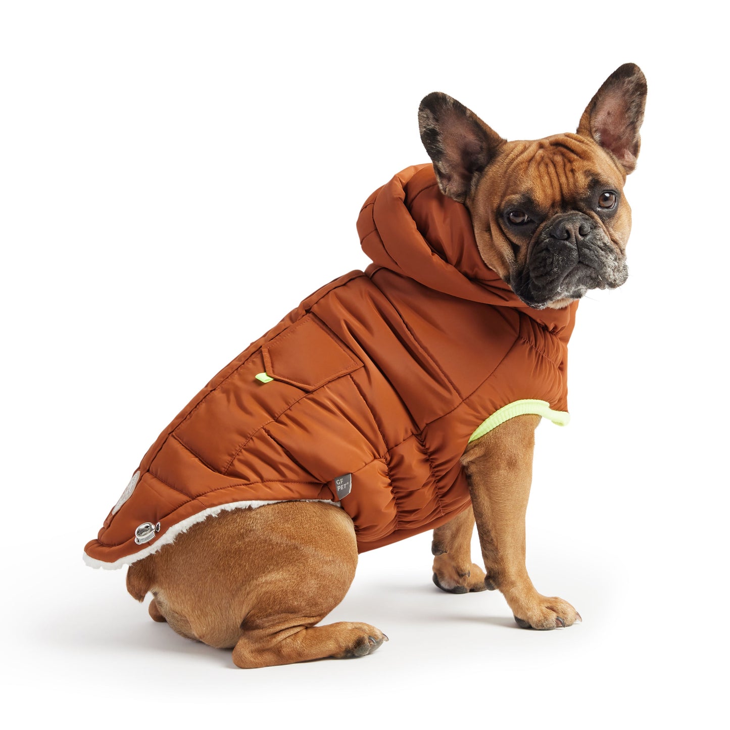 Dog wearing a brown puffer coat on a white background