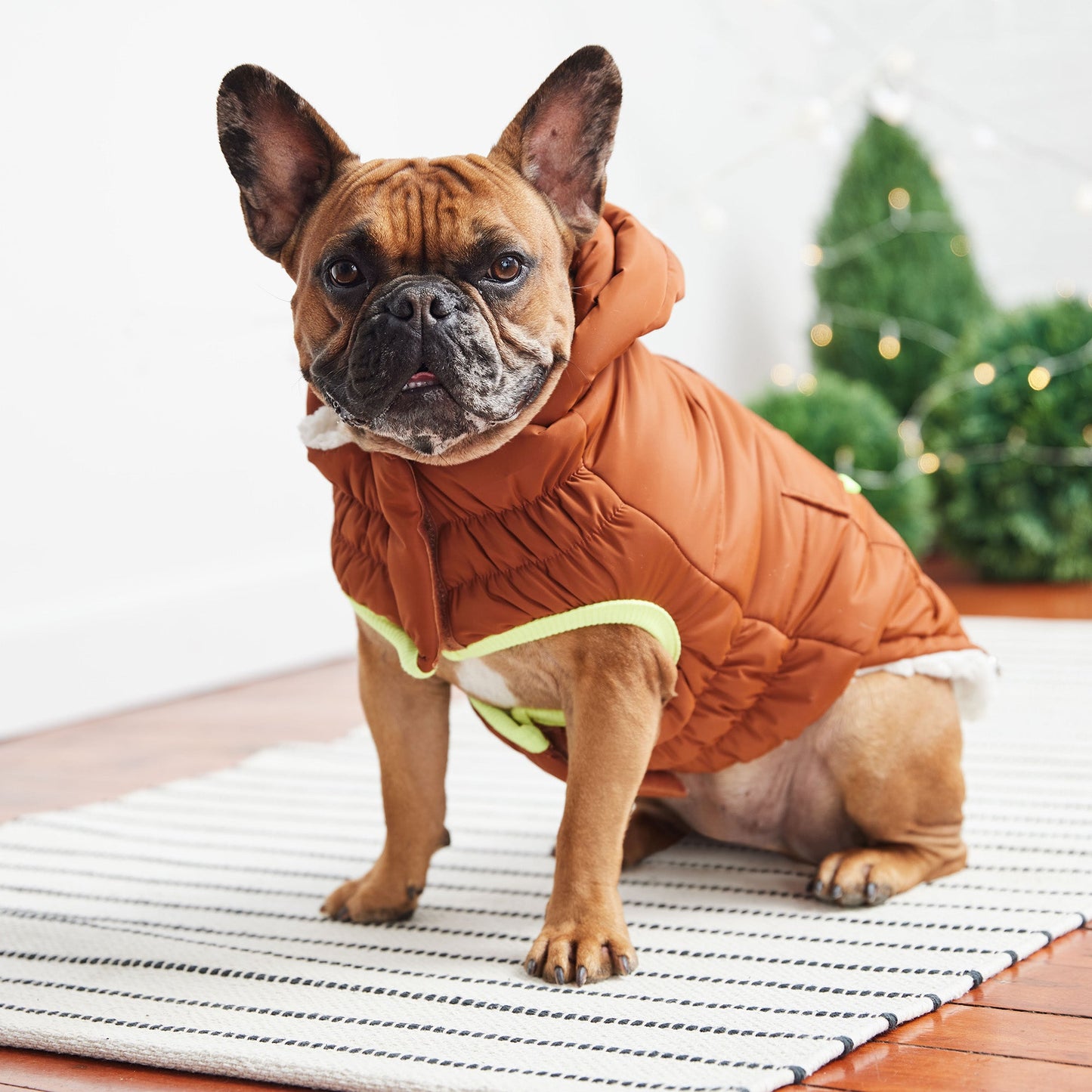 Dog wearing a brown puffer coat on a striped surface with a blurred green plant in the background