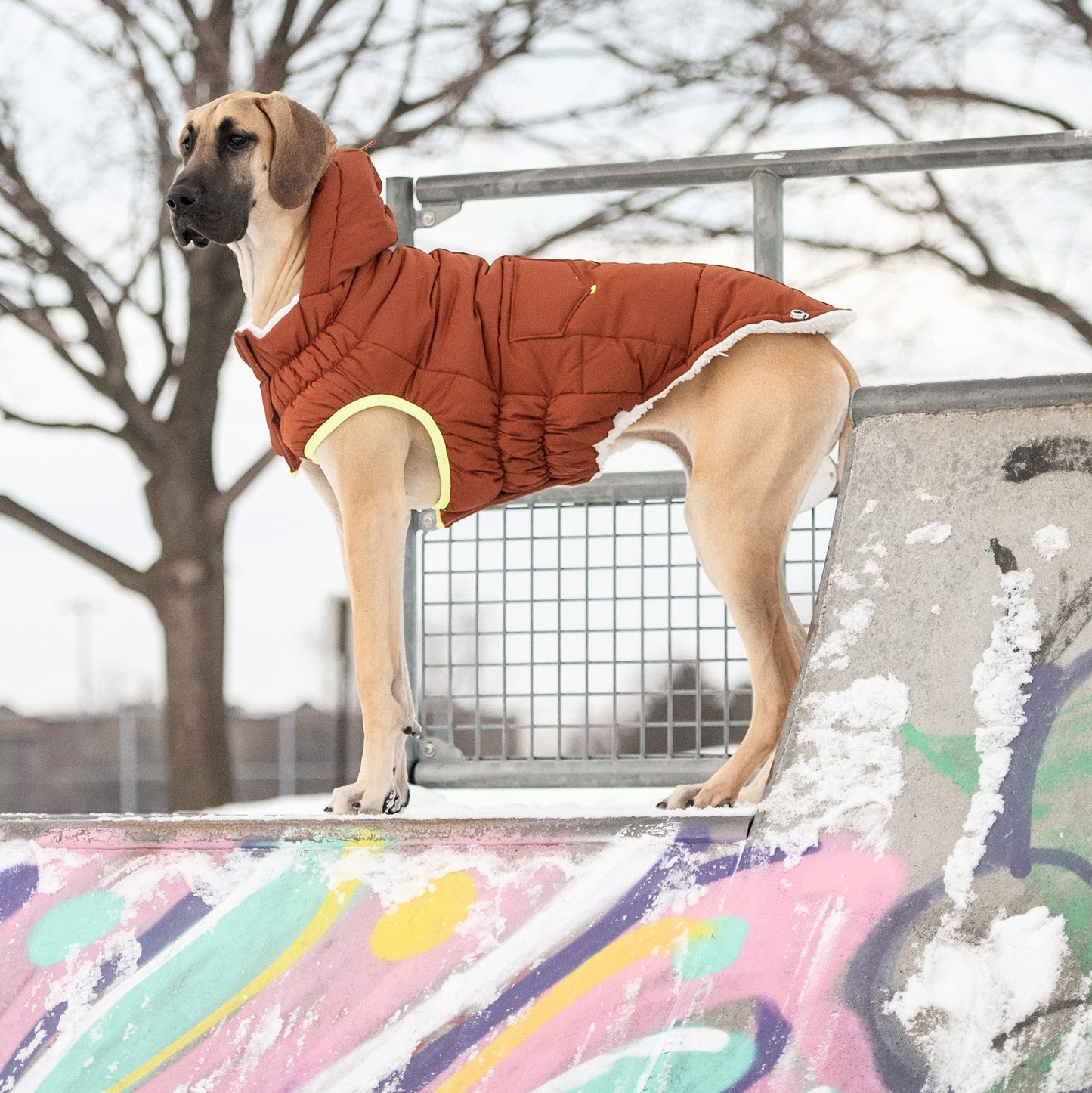 Dog wearing a red coat standing on a colorful wall with snow on the ground.