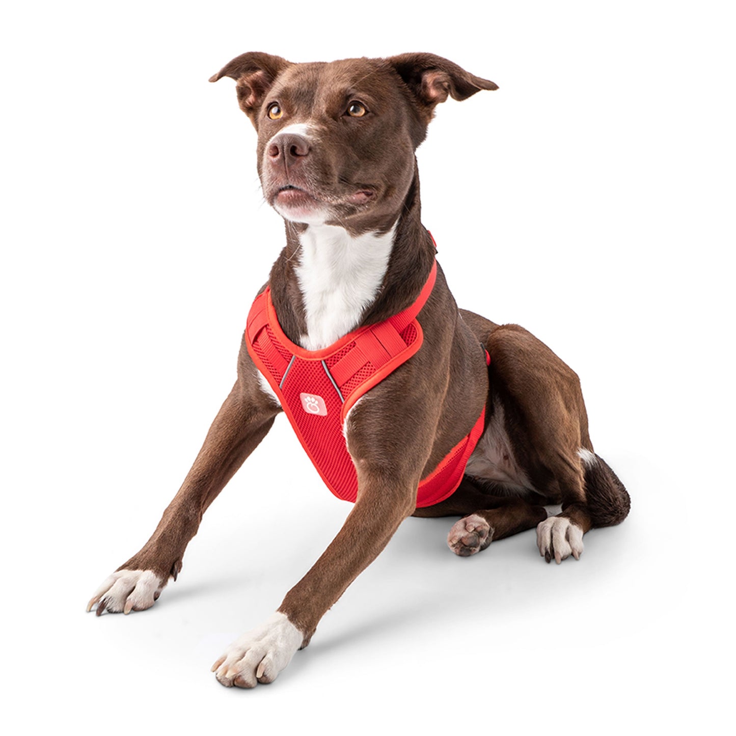 Dog wearing a red harness on a white background