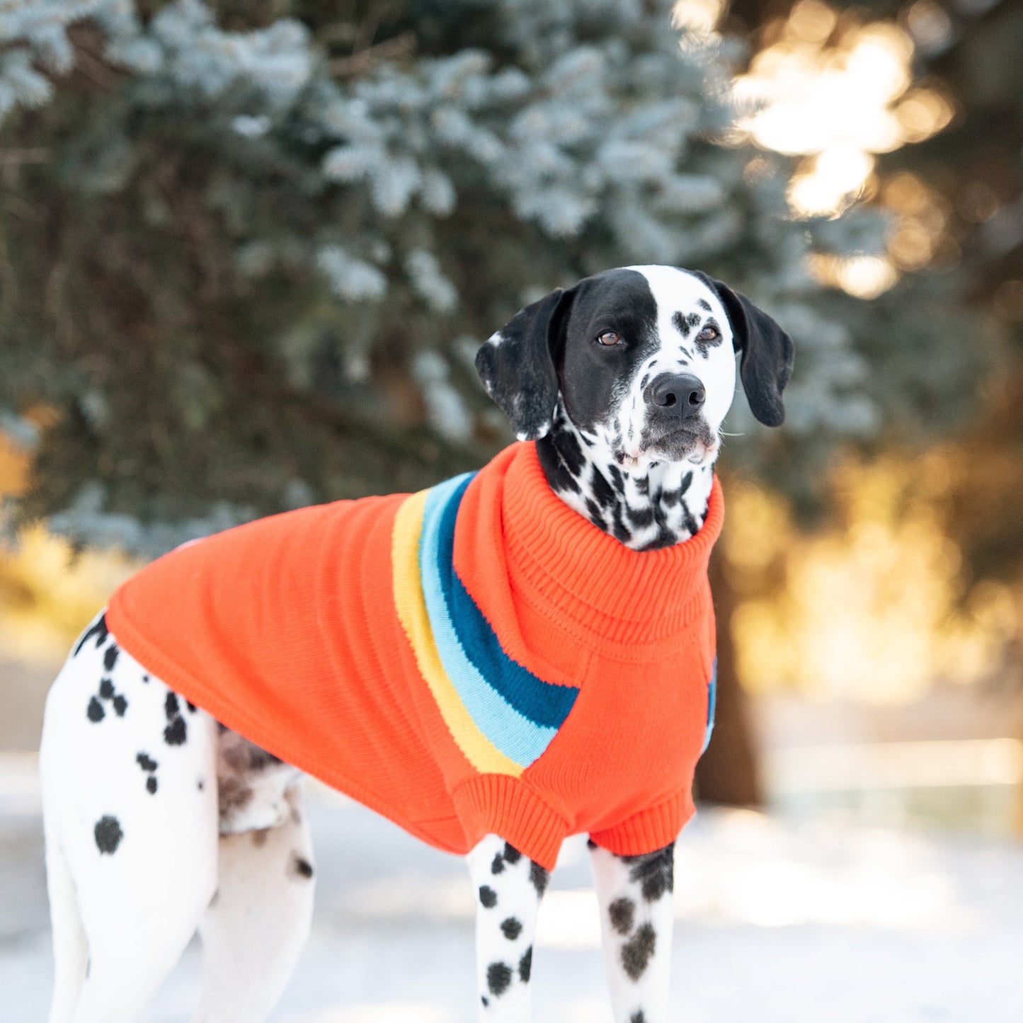 Dalmatian dog wearing an orange sweater with colorful stripes in a snowy outdoor setting.