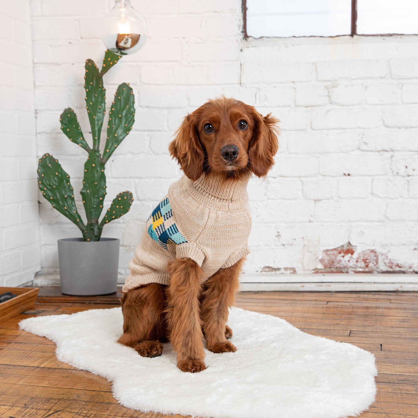 Dog wearing a sweater sitting on a white rug with a cactus plant in the background
