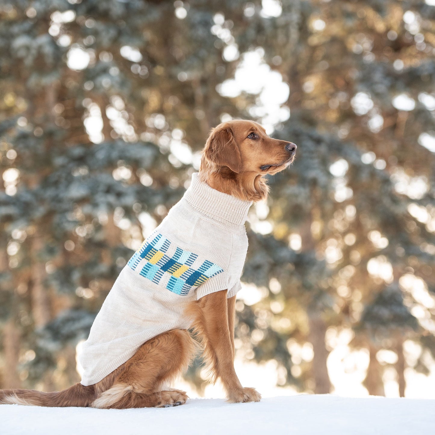 Dog wearing a sweater in a snowy forest
