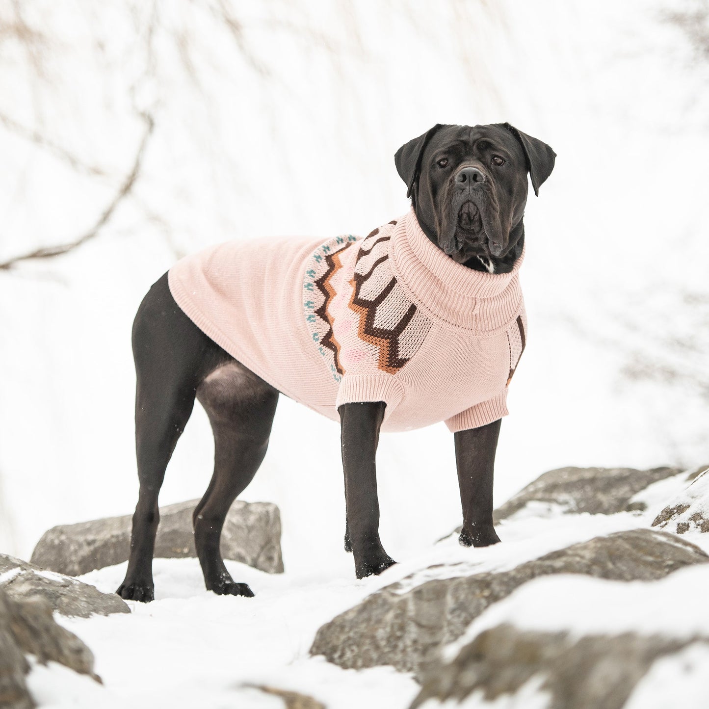 Dog wearing a pink sweater with a pattern in a snowy landscape