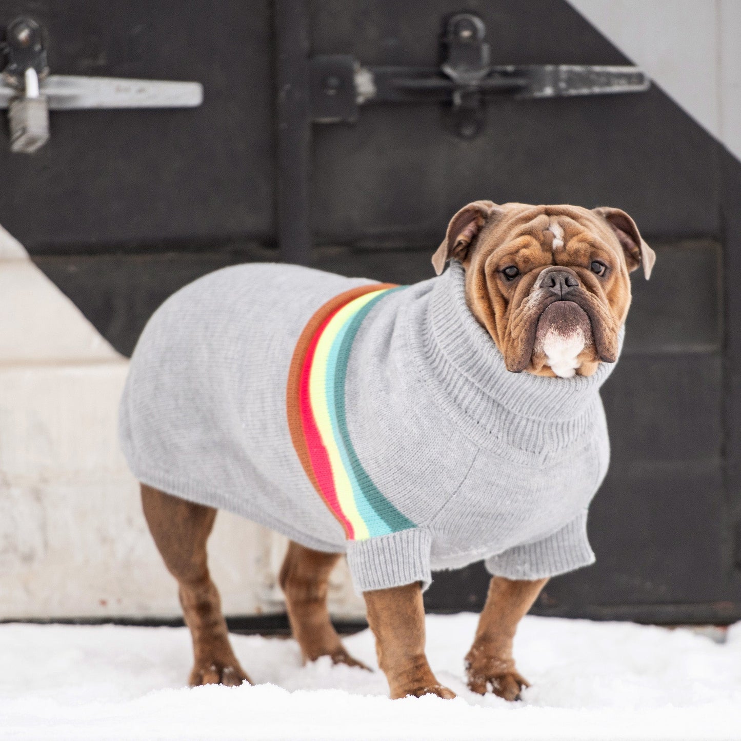 Dog wearing a gray sweater with rainbow stripes standing in the snow.