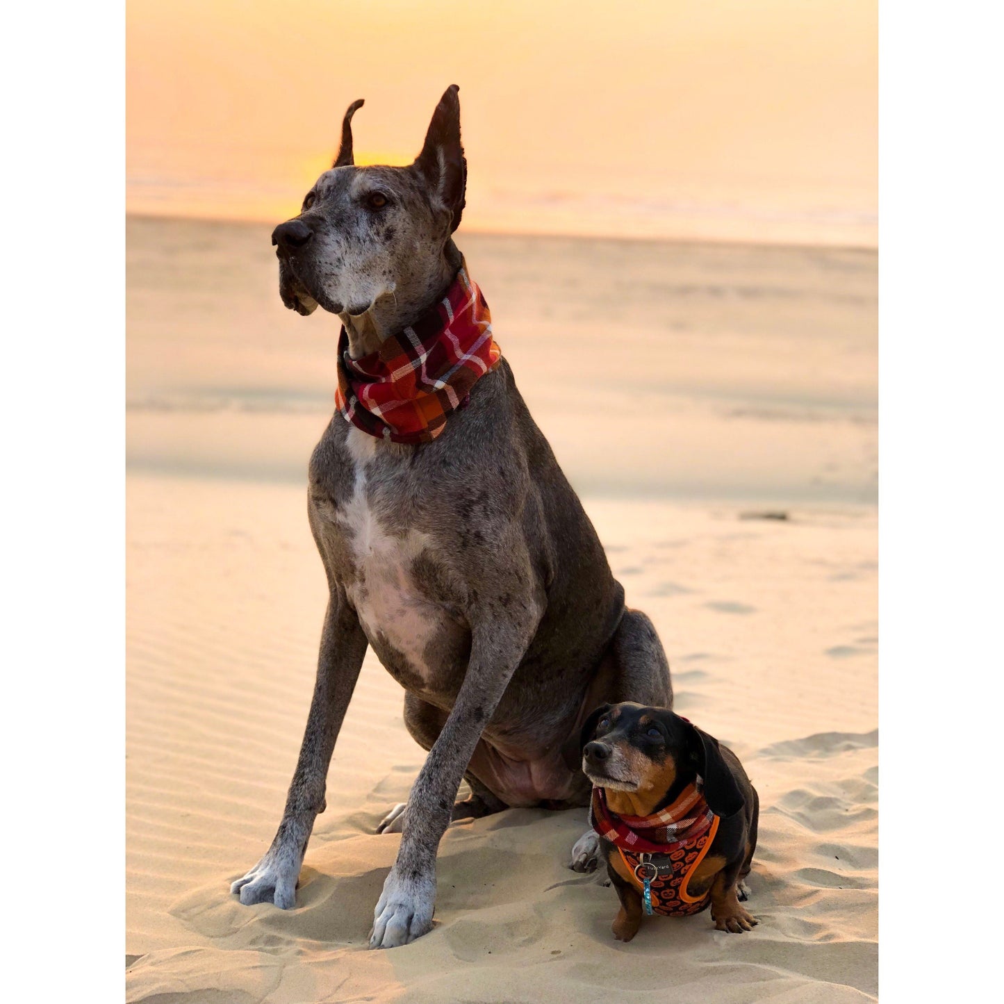 Two dogs, one large and one small, sitting on sand with sunset in the background