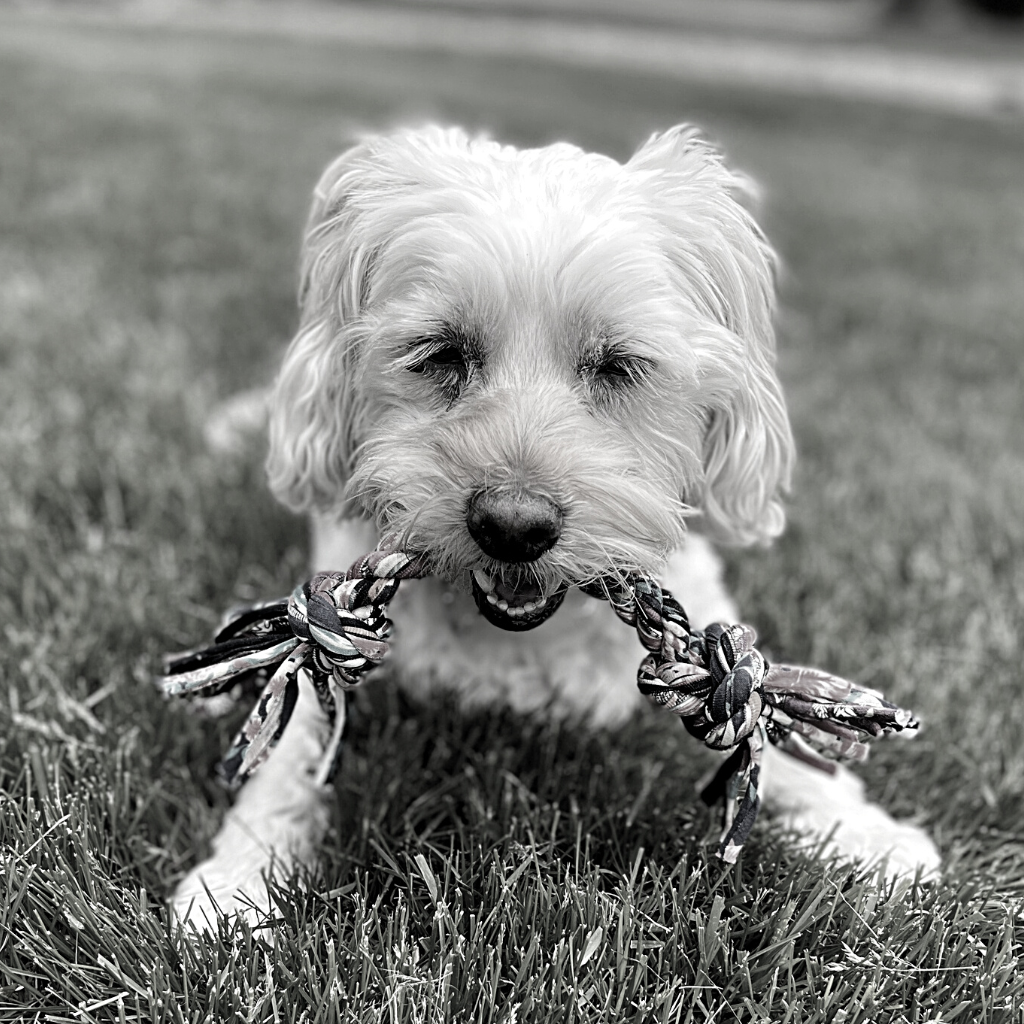 White dog with a rope toy in its mouth on grass