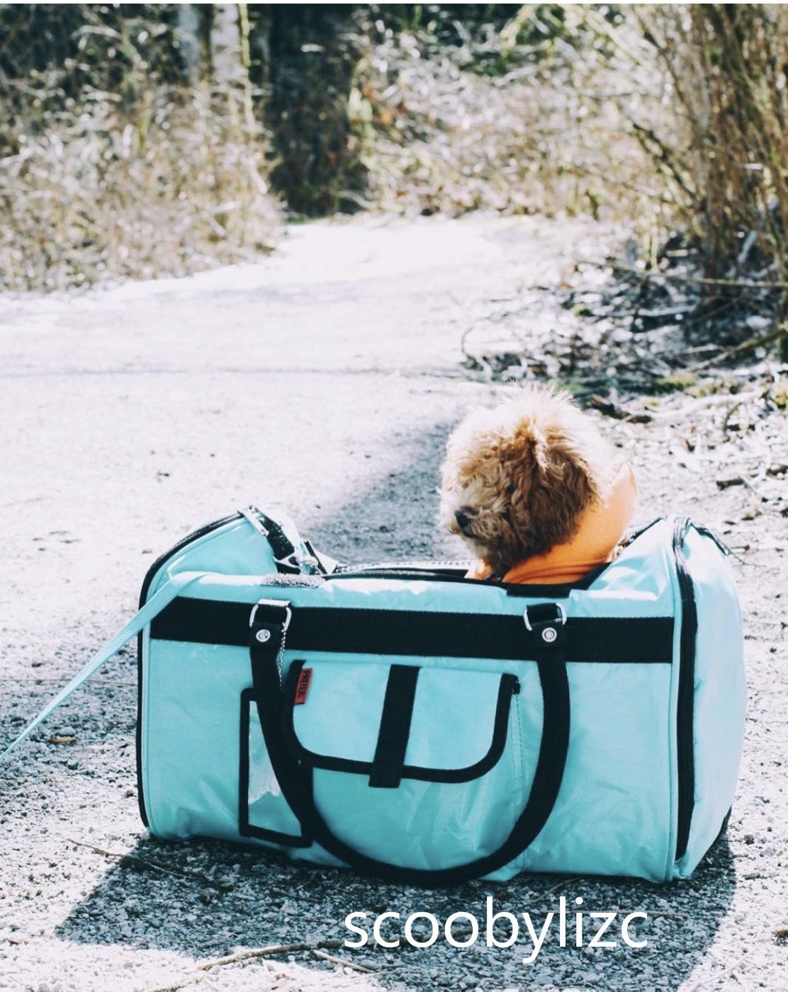 Turquoise duffel bag with a small dog inside, on a snowy path.