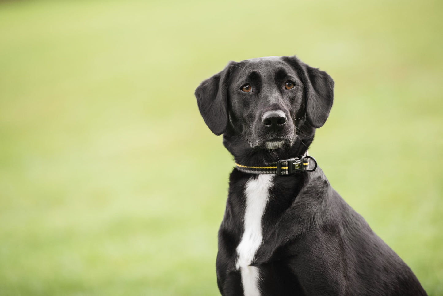 Black dog with a collar sitting outdoors on a grassy background