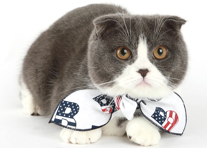 Cat wearing a decorative bow tie with a white background