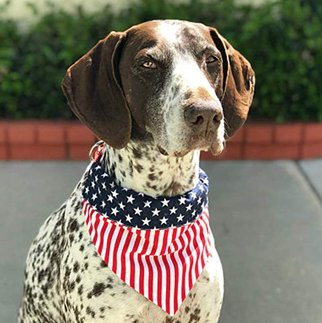 Dog wearing an American flag bandana with a blurred background