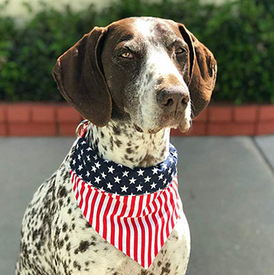 Dog wearing an American flag bandana with a blurred background