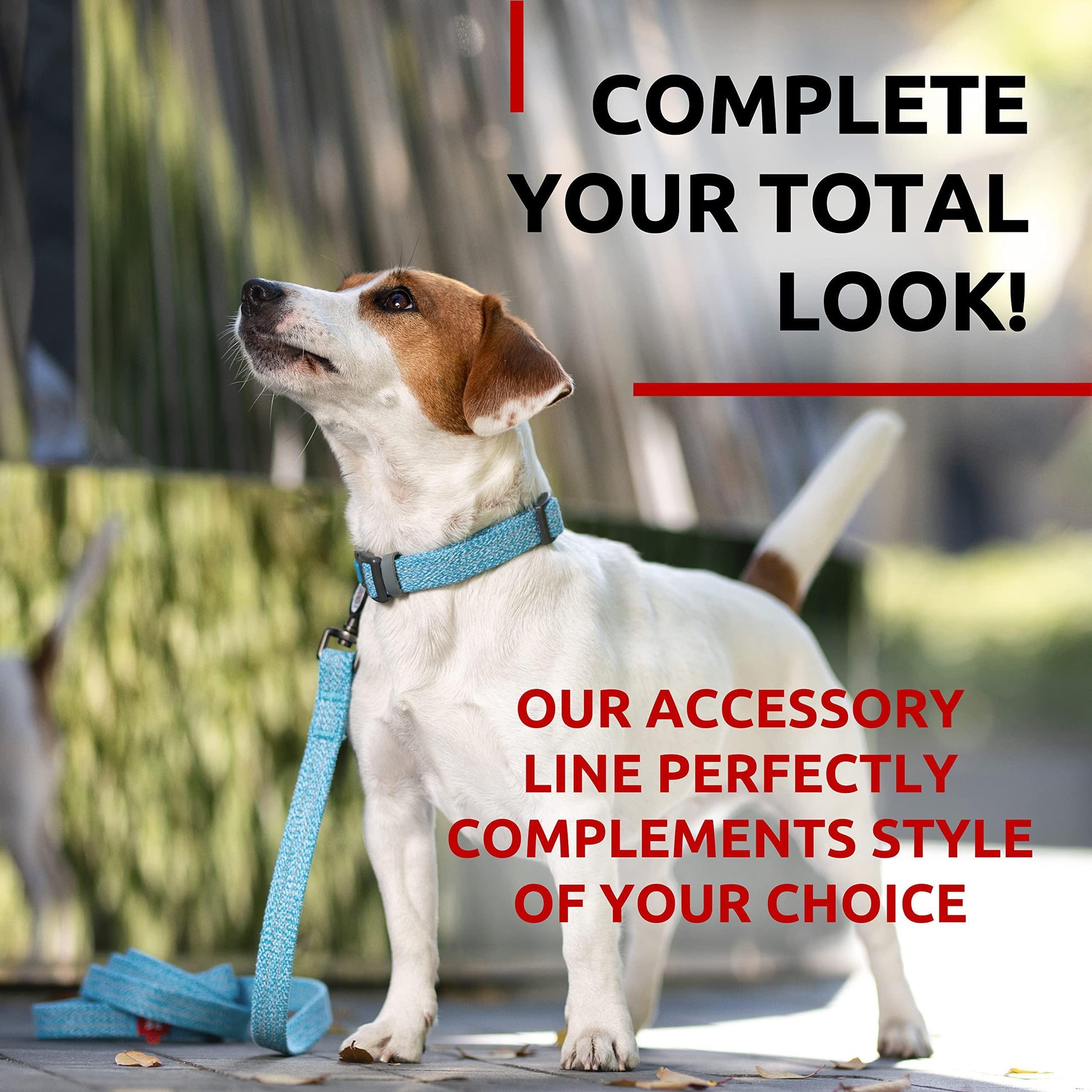 Dog wearing a blue collar and leash with text about accessory line.