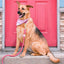 Hands Free Rope Leash and Luxe Royal Leather Collar Bundle - Daydream-1