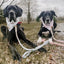 Dog Rope Leash and Collar Set - Blumond-4