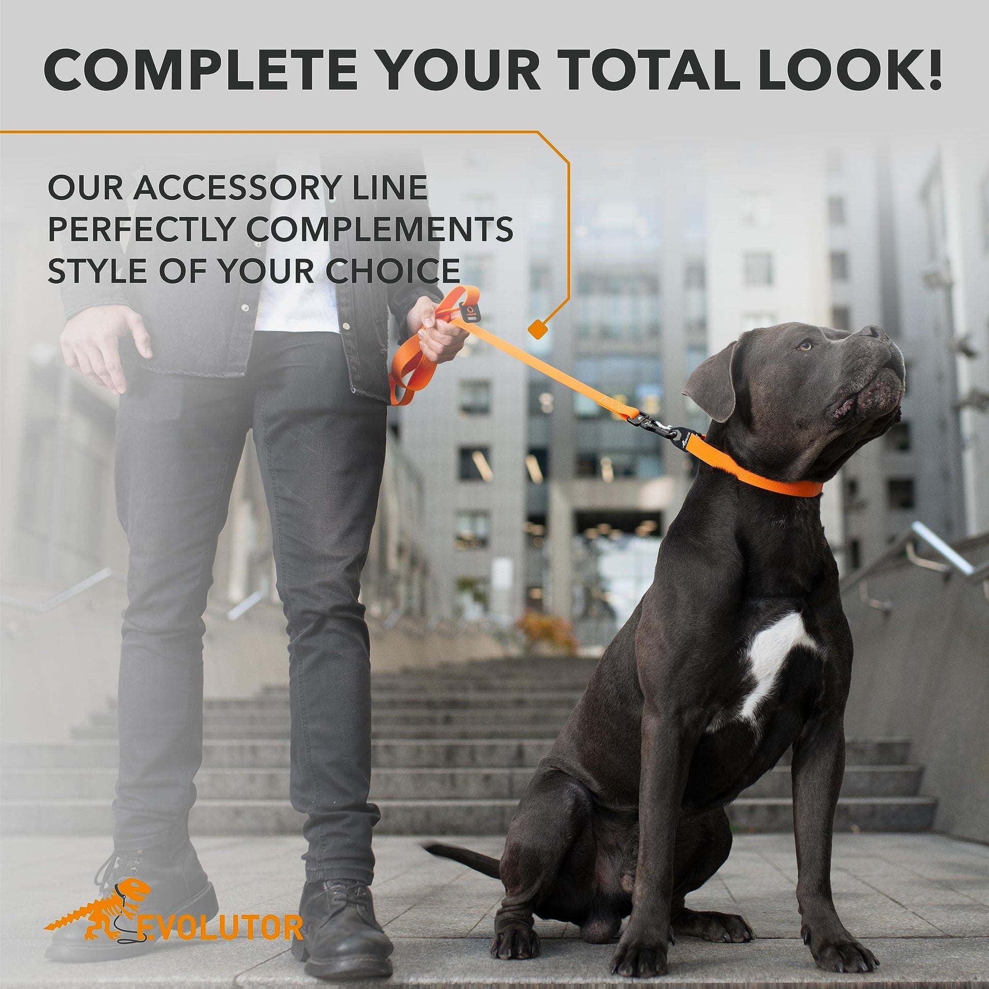 Dog on a leash with a person, with text about accessory line complementing style.