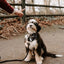Hands Free Rope Leash and Luxe Royal Leather Collar Bundle - Daydream-4