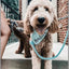 Dog Rope Leash and Collar Set - Blumond-1