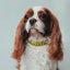 Luxe Royal Leather Rope Collar - Clover-1