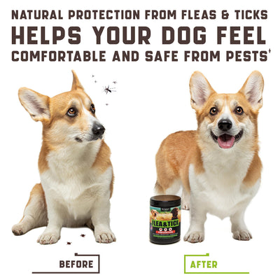 Before and after comparison of a dog with pests and a product bottle, promoting natural protection from fleas and ticks.