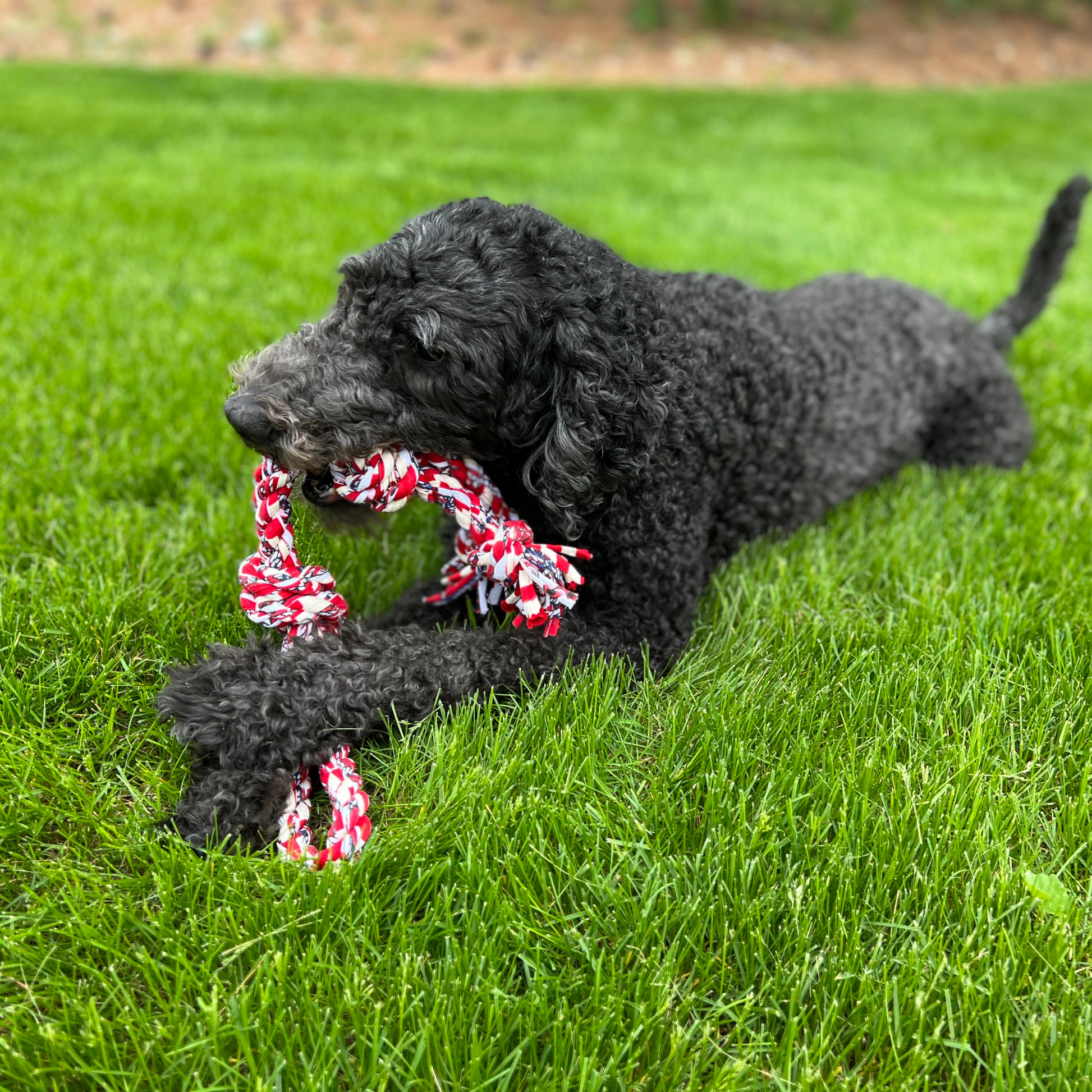 Black dog playing with a red and white rope toy on green grass