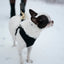 Small white dog with black face and ears on a leash in the snow