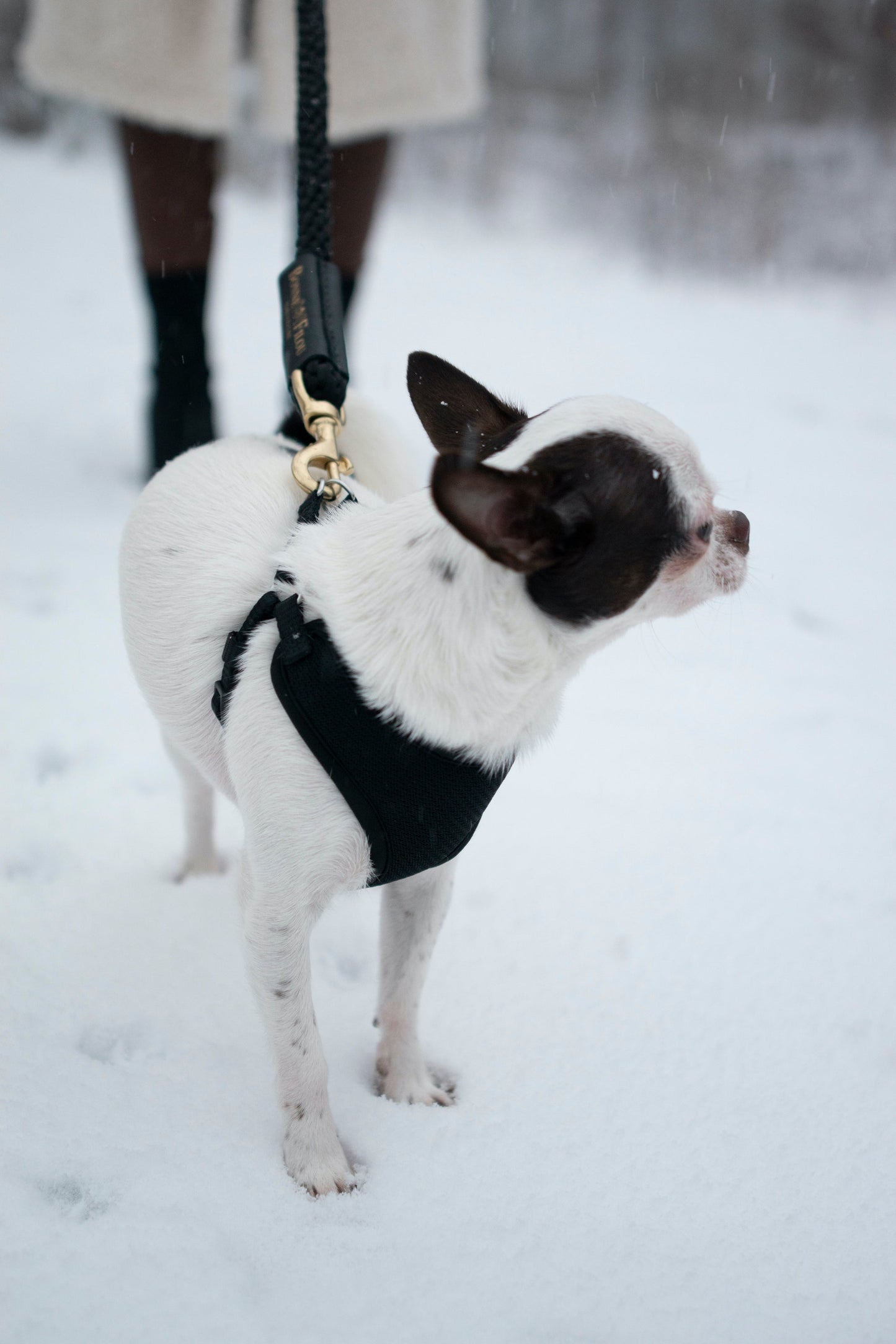 Small white dog with black face and ears on a leash in the snow