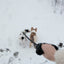 Shearling Fur Grip (Standalone) - Nose n Paws Pet Shop