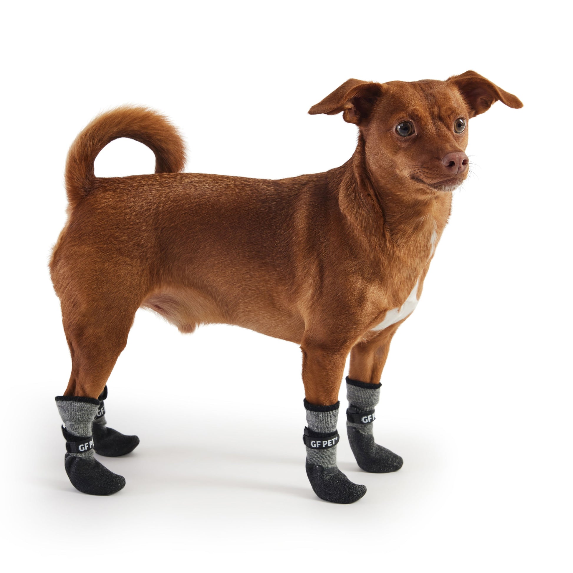Dog wearing black socks with gray accents on a white background