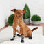 Dog wearing black and gray socks sitting on a white rug with plants in the background