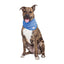 Dog wearing a blue bandana on a white background